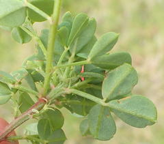 Indigofera erecta