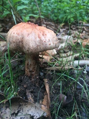 Amanita