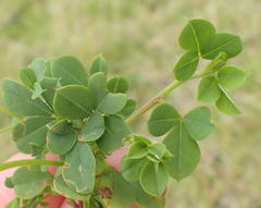 Indigofera erecta