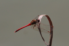 Sympetrum vicinum