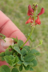 Indigofera erecta