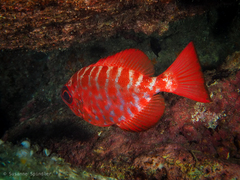 Heteropriacanthus fulgens