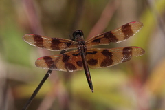 Celithemis eponina