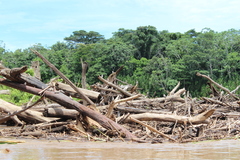 Chordeiles rupestris