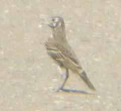 Pinarocorys nigricans nigricans