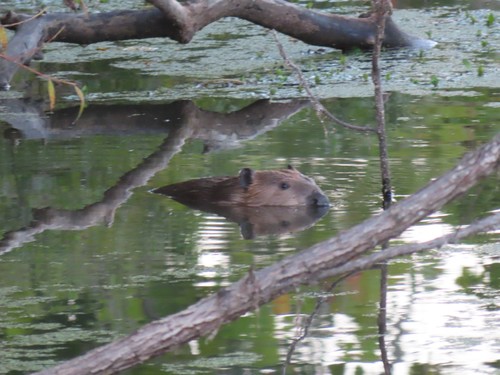 American Beaver photographed in Missouri