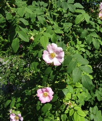 Rosa caudata