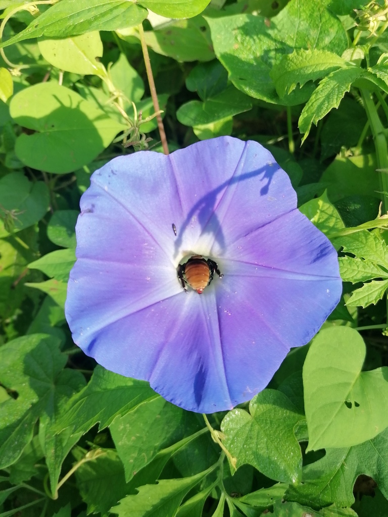 Gabb's Squash Bee