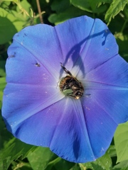Xenoglossa gabbii