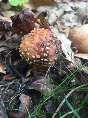 Amanita amerirubescens