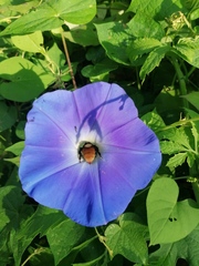 Xenoglossa gabbii