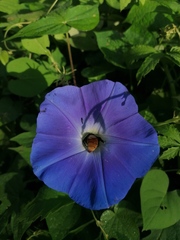 Xenoglossa gabbii