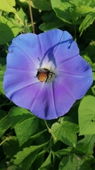 Xenoglossa gabbii