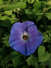 Xenoglossa gabbii
