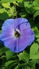 Xenoglossa gabbii
