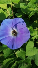 Xenoglossa gabbii