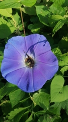 Xenoglossa gabbii