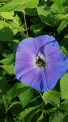 Xenoglossa gabbii