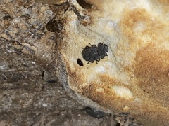 Bolitotherus cornutus