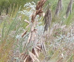 Thamnochortus cinereus