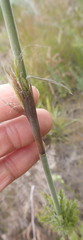 Thamnochortus cinereus