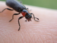 Placopterus thoracicus