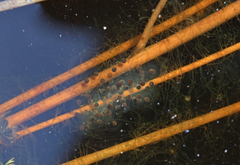 Pseudacris triseriata