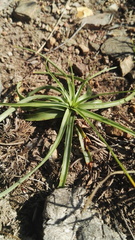 Cyperus fulgens