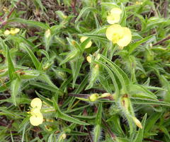 Commelina africana krebsiana