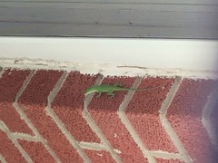 Anolis carolinensis
