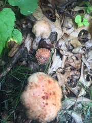 Amanita amerirubescens
