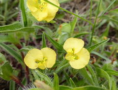 Commelina africana krebsiana