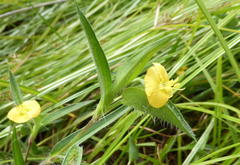Commelina africana krebsiana