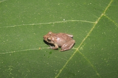 Pristimantis paisa