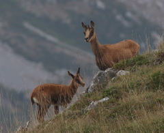 Rupicapra pyrenaica parva
