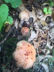 Amanita amerirubescens