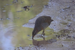 Gallirallus philippensis mellori