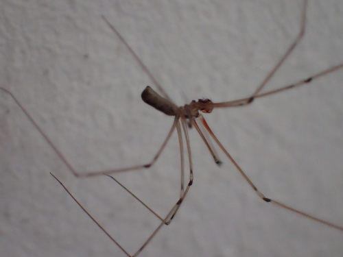 Kućni pauk (Pholcus phalangioides)