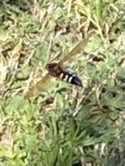 Sphecius speciosus