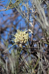 Hakea lorea