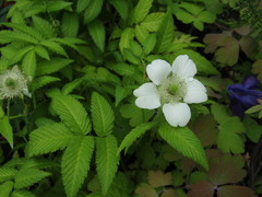 Rubus illecebrosus