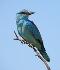 Coracias garrulus garrulus