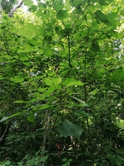 Heliocarpus donnellsmithii