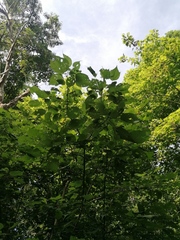 Heliocarpus donnellsmithii