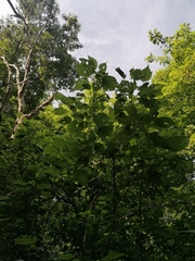 Heliocarpus donnellsmithii