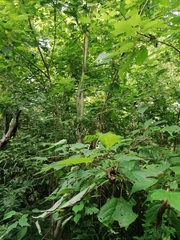 Heliocarpus donnellsmithii