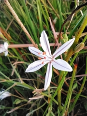 Trachyandra chlamydophylla