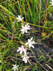 Trachyandra chlamydophylla