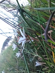 Trachyandra chlamydophylla