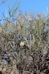 Hakea lorea